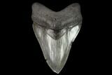 Serrated Fossil Megalodon Tooth - South Carolina #128306-1